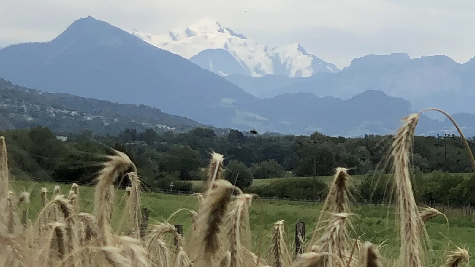 Champ de blé dans la campagne genevoise, avec le Mont Blanc au loin.