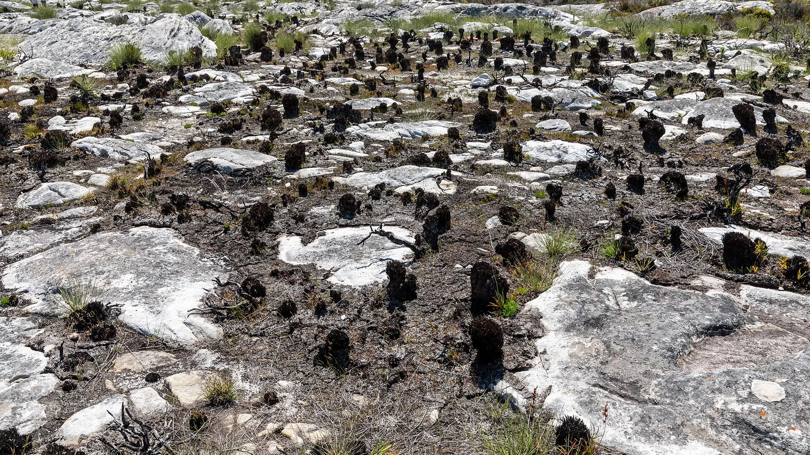 Paysage du territoire de Ultra-Trail Cape Town